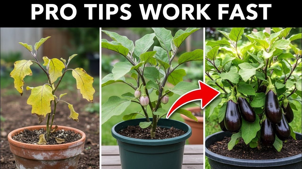 Eggplant Growing Made Easy (Pro Tips & Fertilizer Tricks) - Beats Market