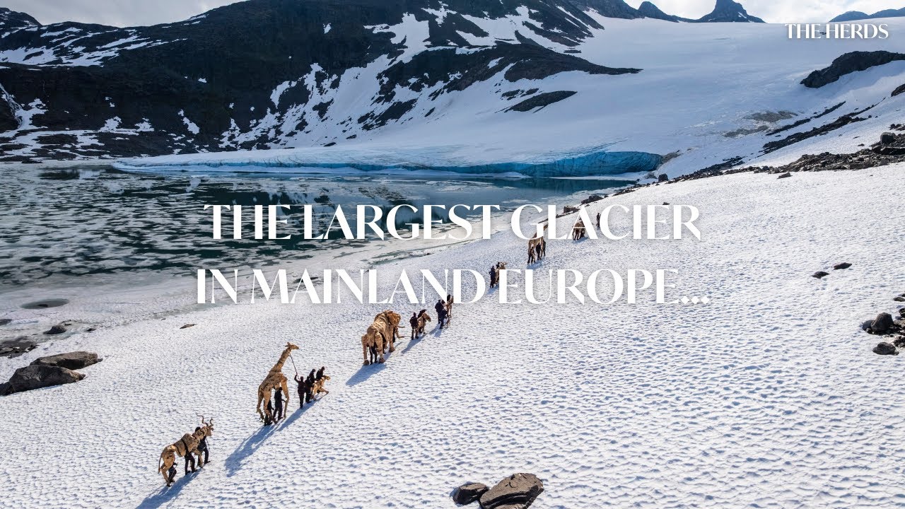 THE HERDS scale the largest Glacier in mainland Europe