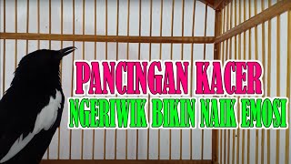 Download lagu Pancingan SUARA kacer NGERIWIK agar cepat NGEPLONG DAN BUKA EKOR coba aja kalau gak PERCAYA mp3