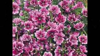 "Yo Te Recuerdo" - Ana Isabelle