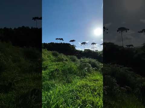 13 alqueires em Bocaiúva do Sul Paraná,R$320 mil documentação em dia,3 nascentes e córregos997779319