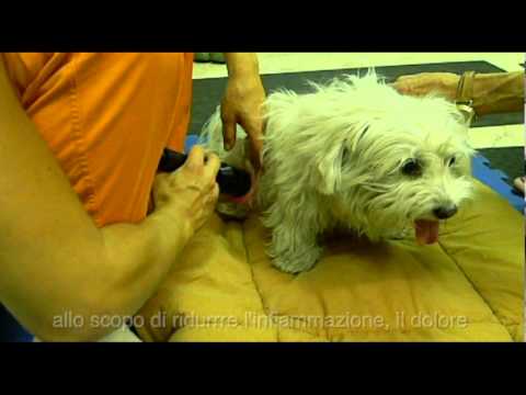 Una cura per malattie degenerative del disco delle iniezioni lombari Fisioterapia per spalla dopo il video infortunio