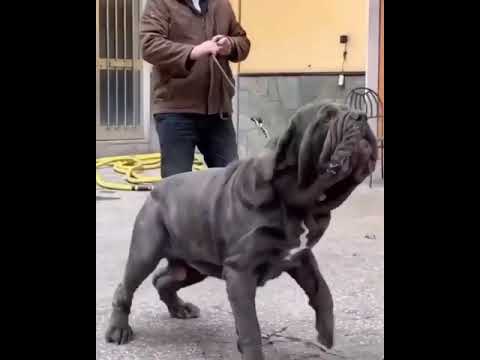 Neapolitan mastiff dog