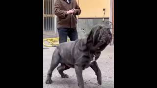 Download lagu Neapolitan mastiff dog mp3 Download lagu Neapolitan mastiff dog mp3