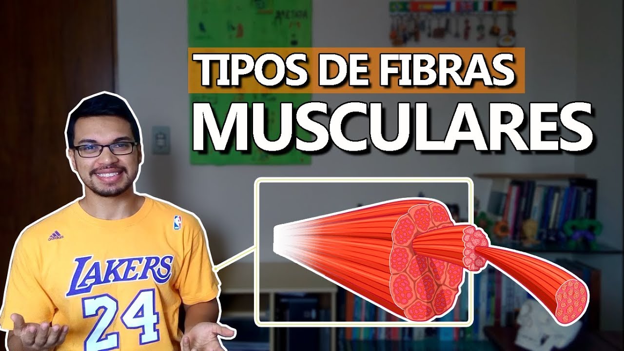 TIPOS DE FIBRAS [Fibras Musculares 02]