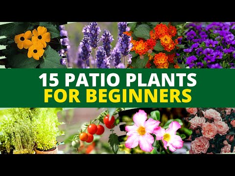 , title : '15 Best Patio Plants for Beginners | Best Plants for Patio Garden 🌻'