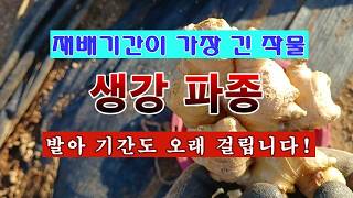 [텃밭농부 2,208]  재배기간이 가장 긴 작물 생강을 파종하는 방법! #생강재배