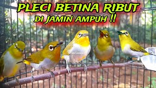 Download lagu Suara Pleci Betina Ribut Untuk Memancing Emosi Pleci Jantan mp3 Download lagu Suara Pleci Betina Ribut Untuk Memancing Emosi Pleci Jantan mp3