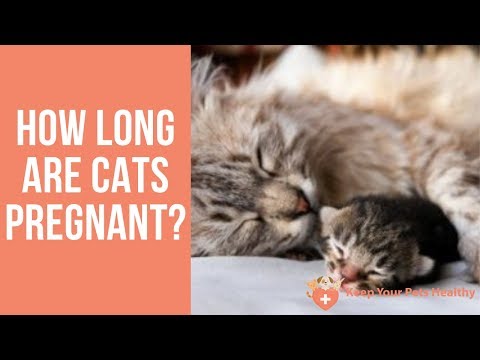 How Long Are Cats Pregnant?