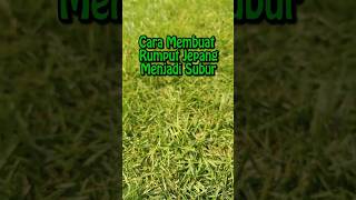 Download lagu How to Make Japanese Grass Grow Well 🌿 #shorts #grass #japanesegrass #ornamentalgrass #garden #la... mp3
