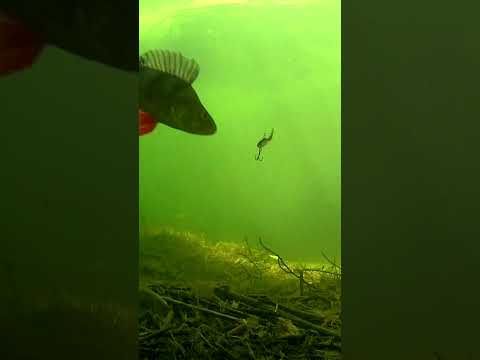 Cheating death. #shorts #fishing #new #рыбалка