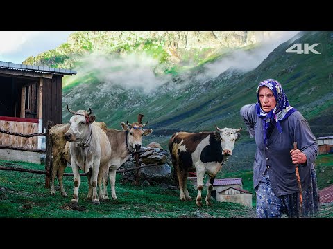 Transhumant Woman in Anzer | Documentary ▫️4K▫️