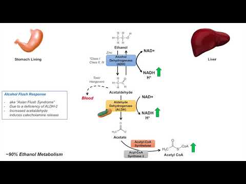 Ethanol Absorption and Metabolism Alcohol Metabolism Pathway