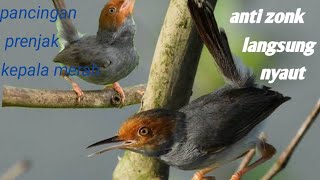 Download lagu suara pikat prenjak kepala merah terbukti joss anti zonk mp3