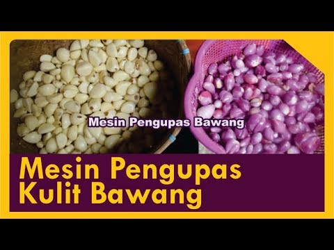 Tsiston mempengaruhi potensi atau tidak Berarti, yang mengatur potensi
