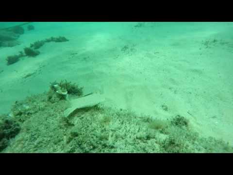 Flat Fish Att La Fosca Beach