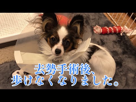 犬の去勢:価値と回復