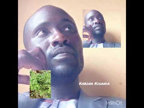 okulota ebukojja naye nga olaba bakuba engoma kitegeza ki??☝️☝️