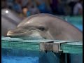 Любить Дельфинов До Смерти, Правда о Дельфинариях 