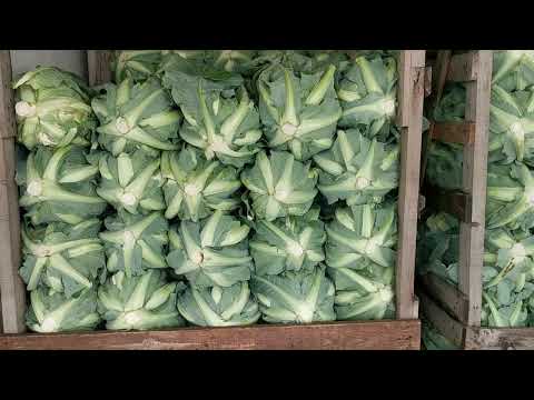 Aktualne ceny kalafiora i kapusty w hurcie, 15.06.2022