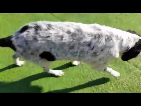 Video Nala 1