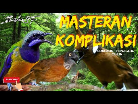 MASTERAN KOMPLIKASI FULL TEMBAKAN || CILILIN-TEPUS ABU-CUNGKOK #masteranmuraibatu #masterkicauan