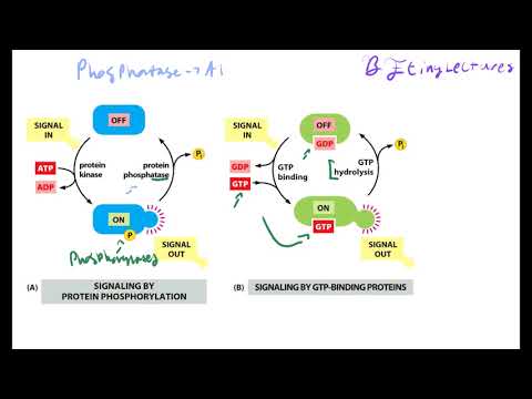 Cell Biology Lecture 8 Cell Signaling