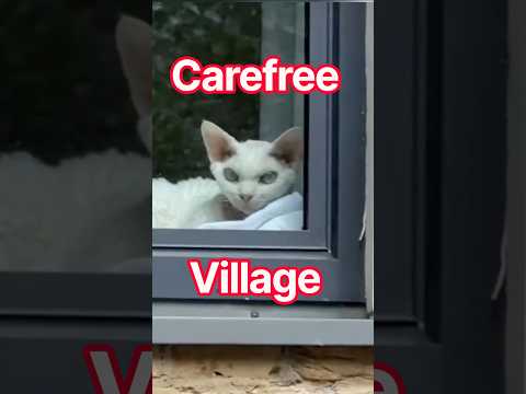 Деревенский кот промышляет😸😻 Охота за колбасой#cat #видосыоткота #funny# #shortsvideo