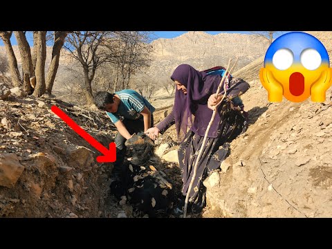 The Mysterious Death of the Pregnant DIRA Family Sheep — The Truth That Will Shock You😱🤯