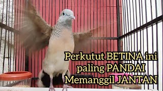 Download lagu Perkutut BETINA memanggil JANTAN ini PALING PANDAI membuat kutut Jantan BUNYI mp3