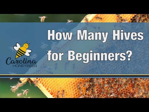 download lagu mp3 mp4 How Much Does A Beehive Cost, download lagu How Much Does A Beehive Cost gratis, unduh video klip How Much Does A Beehive Cost