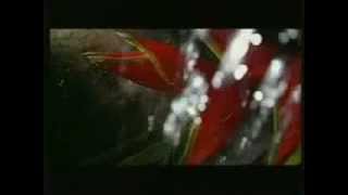 MTV Kehadiran - Feminin