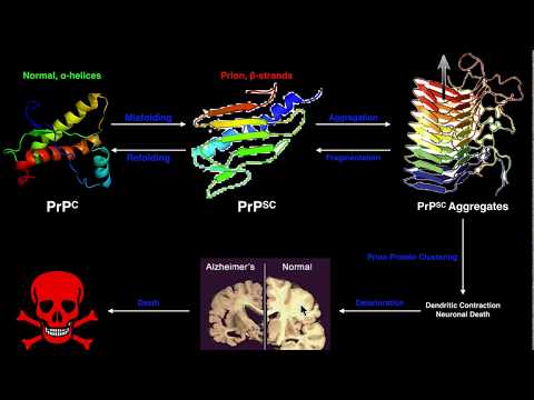 Prions | The General Mechanism of Prion Formation and Disease
