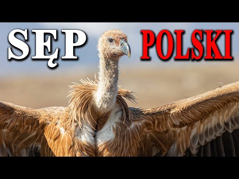 Vulture in Poland | Officially Extinct but Still Present