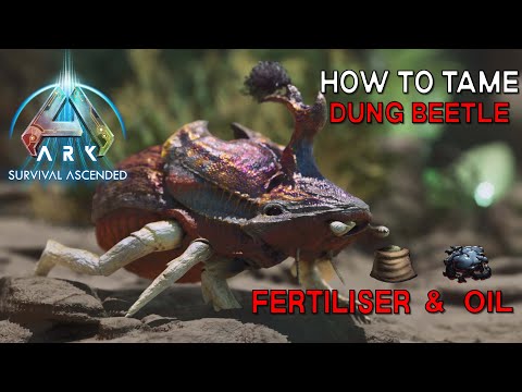 Ark Survival Ascended | How To Tame DUNG BEETLE - Passive Oil and Best way to get Fertiliser!