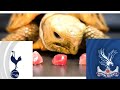 Tottenham Hotspur vs Crystal Palace Prediction - Premier League - Turtle Prediction