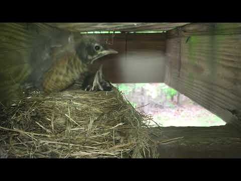 April Robins Day Day 13 Time to Fledge