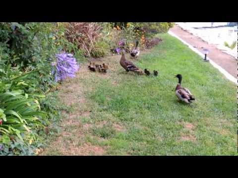 Shahryar Hashemi Oxnard, Baby Ducks!
