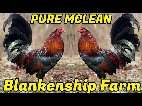 Beautiful Black Bird's - BLANKENSHIP FARM West Virginia