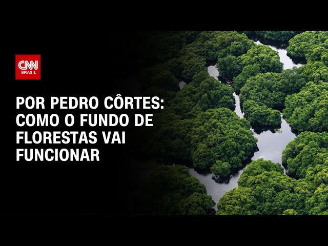 Análise: Como o fundo de florestas vai funcionar | CNN NOVO DIA