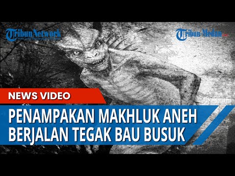 PENAMPAKAN MAKHLUK ANEH, Berjalan Tegak Seperti Orang dan Berbau Busuk