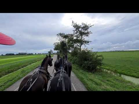 Stal Okkema's Duvel, Douwe, Zepp and Durk in four in hand.