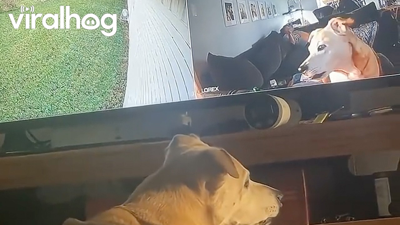 Dog Barks At Herself In Camera || ViralHog