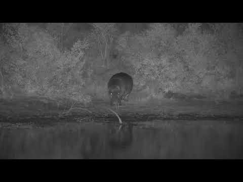 Djuma: Hippo got out to mark then back into water - 17:47 - 05/25/21