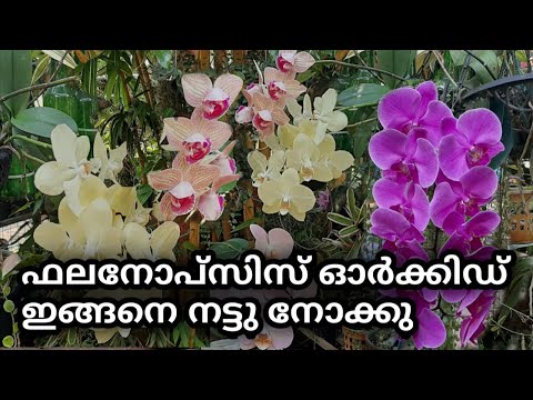 , title : 'how to care phalaenopsis/ orchid caring and potting easy way ഫലനോപ്സിസ് ഓർക്കിഡ് നടീലും പരിപാലനവും'