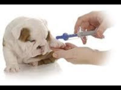 A kutyák legfontosabb belső élősködői, Féreg injekció