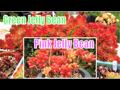 How to Grow and Propagate Pink Jelly Beans | Sedum rubrutinctum 'Aurora'