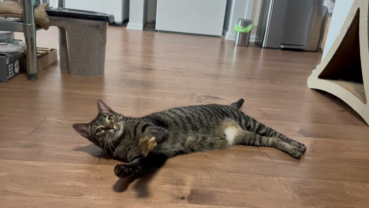 Bruni, a ADOPTABLE American Shorthair in Brooklyn, NY video 6/6