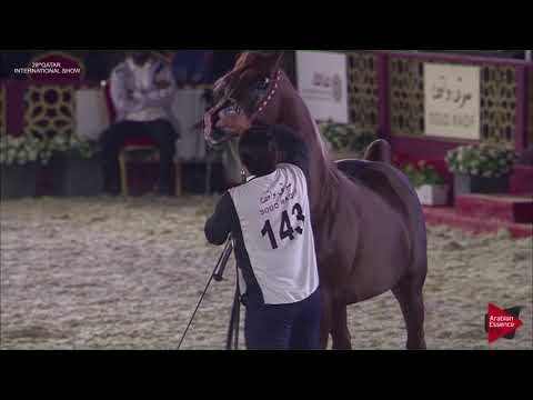 N.143 KAMAR AL GAZAL - 2019 Qatar Intl Title show - Stallions 7 to 10 Years Old (Class 11)