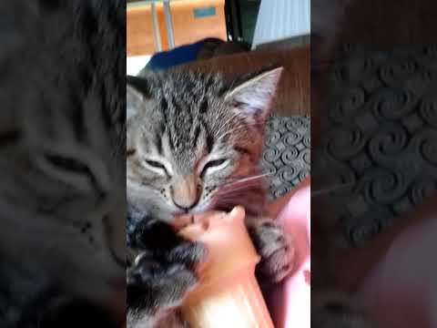 A real cute video of my cats kitter tiny eat ice cream for the first time!